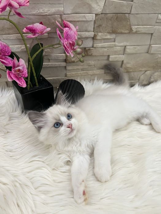Ragdoll kotka  , rodowod FPL