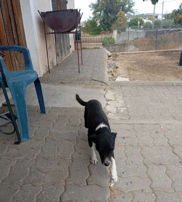 Está cadelinha muito meiga tá para adoção muito meiga e carinhosa