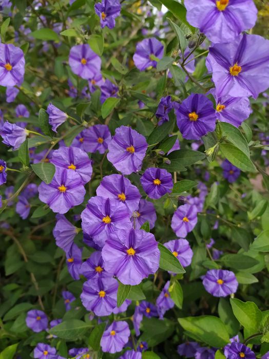 «Картопляне дерево» (Паслін Рантоннеті, Паслін горечавковидний)