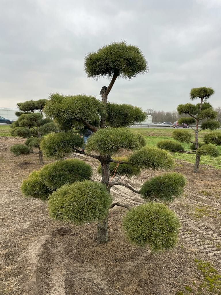 Sosna czarna formowana bonsai 280-350cm (szmaragd,klon,katalpa)