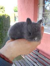 Sprzedam króliki miniaturki niebieskie (kolor kota brytyjskiego)
