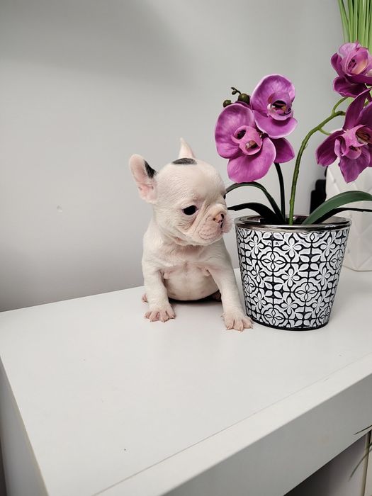 Buldog francuski