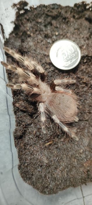 Nhandu chromatus samica Gruby Kocur