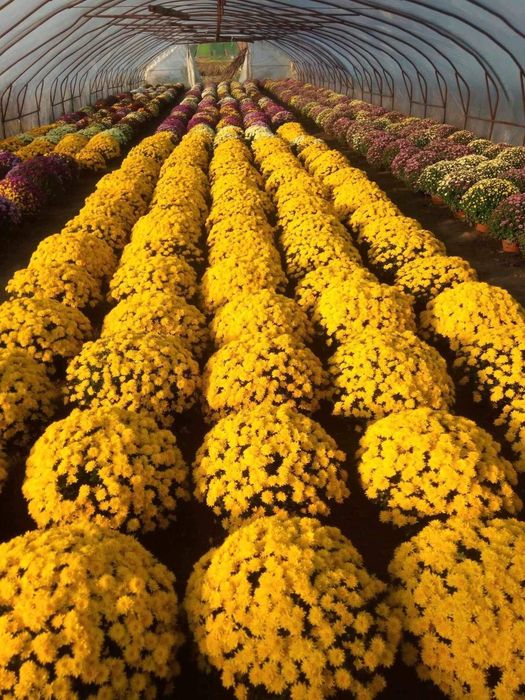 Chryzantemy Drobnokwiatowe Hurt