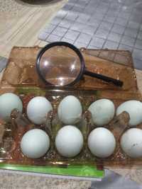 Яйцо куриное пасхальное ( голубое ) домашние