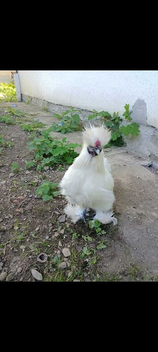 Кури Китайська шовкова