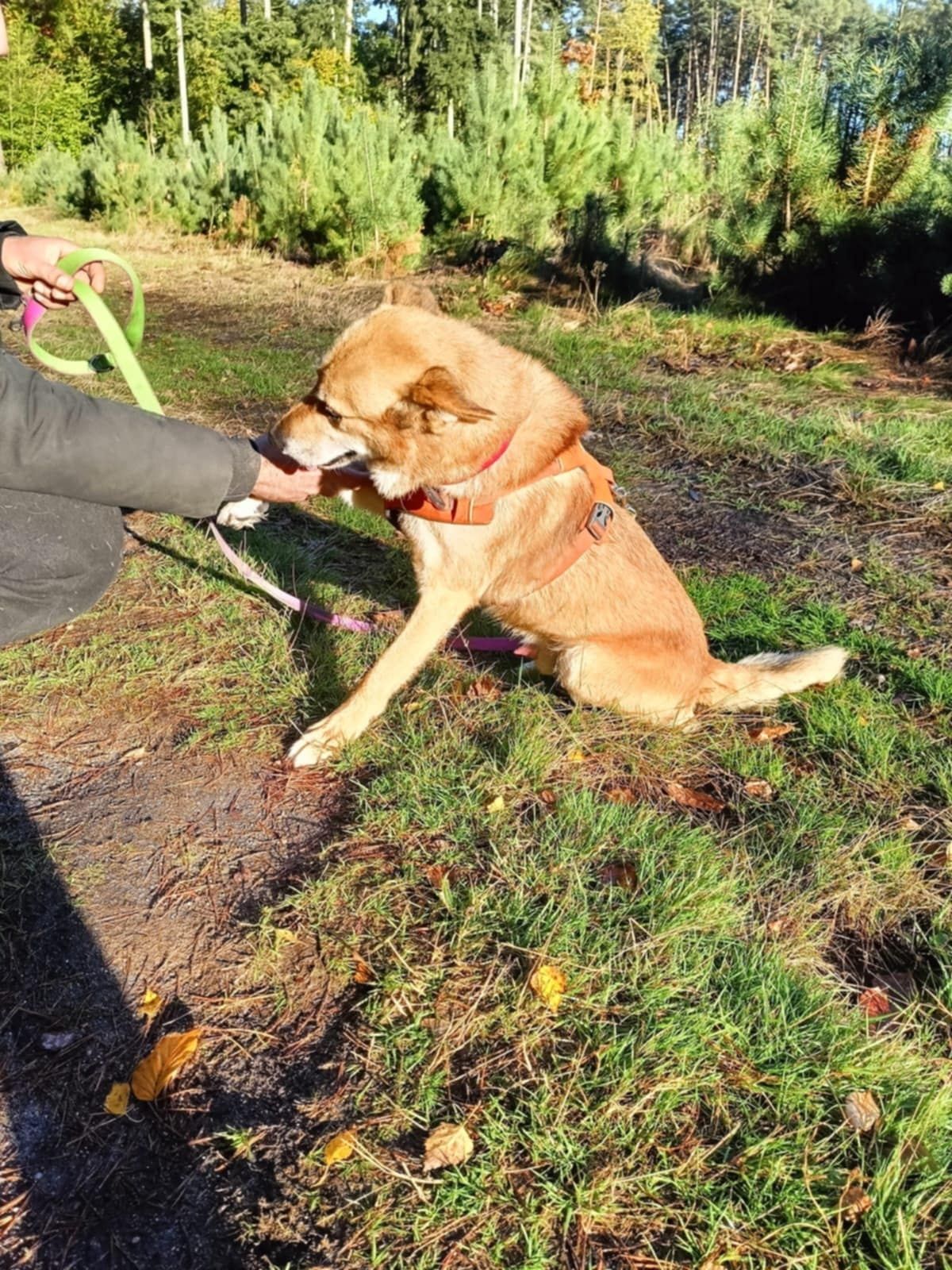 Pies w typie Shiba-inu szuka domku !