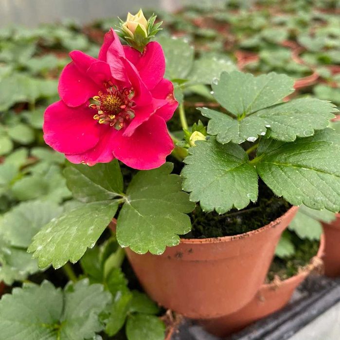 Truskawka powtarzająca Ariba Deep Rose sadzonka