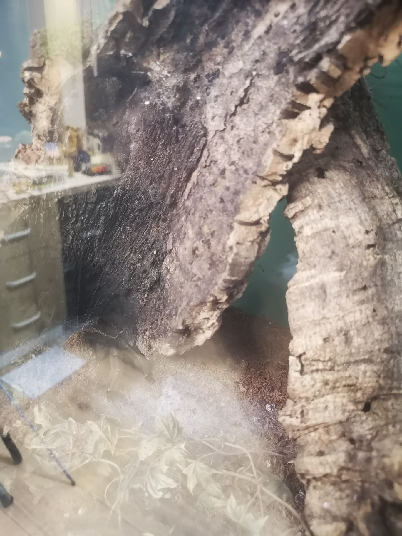 Psalmopoeus cambridgei samica plus terrarium 5,5 cm