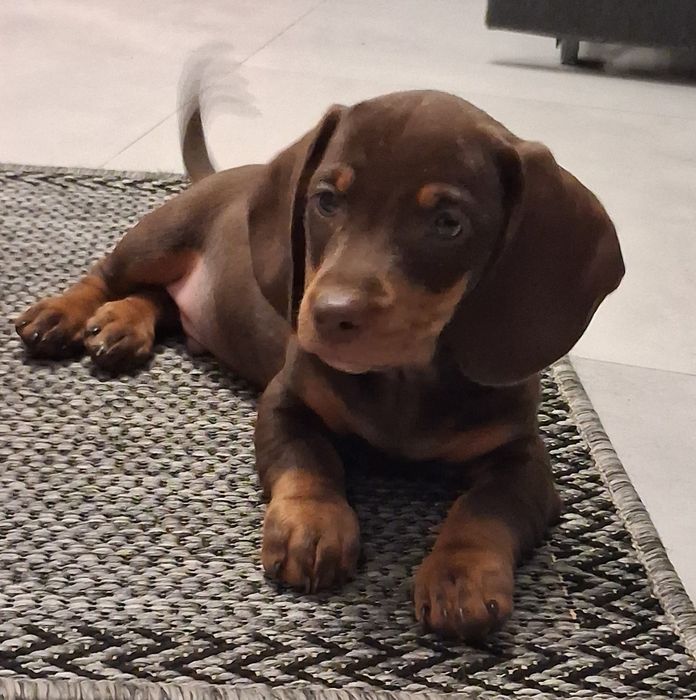 Jamnik krótkowłosy