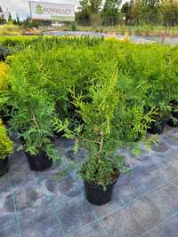 Thuja Brabant 70cm tuja hurt-detal paszport