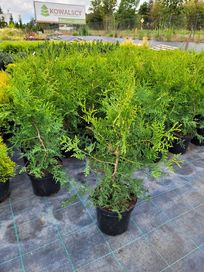 Thuja Brabant 70cm tuja hurt-detal paszport