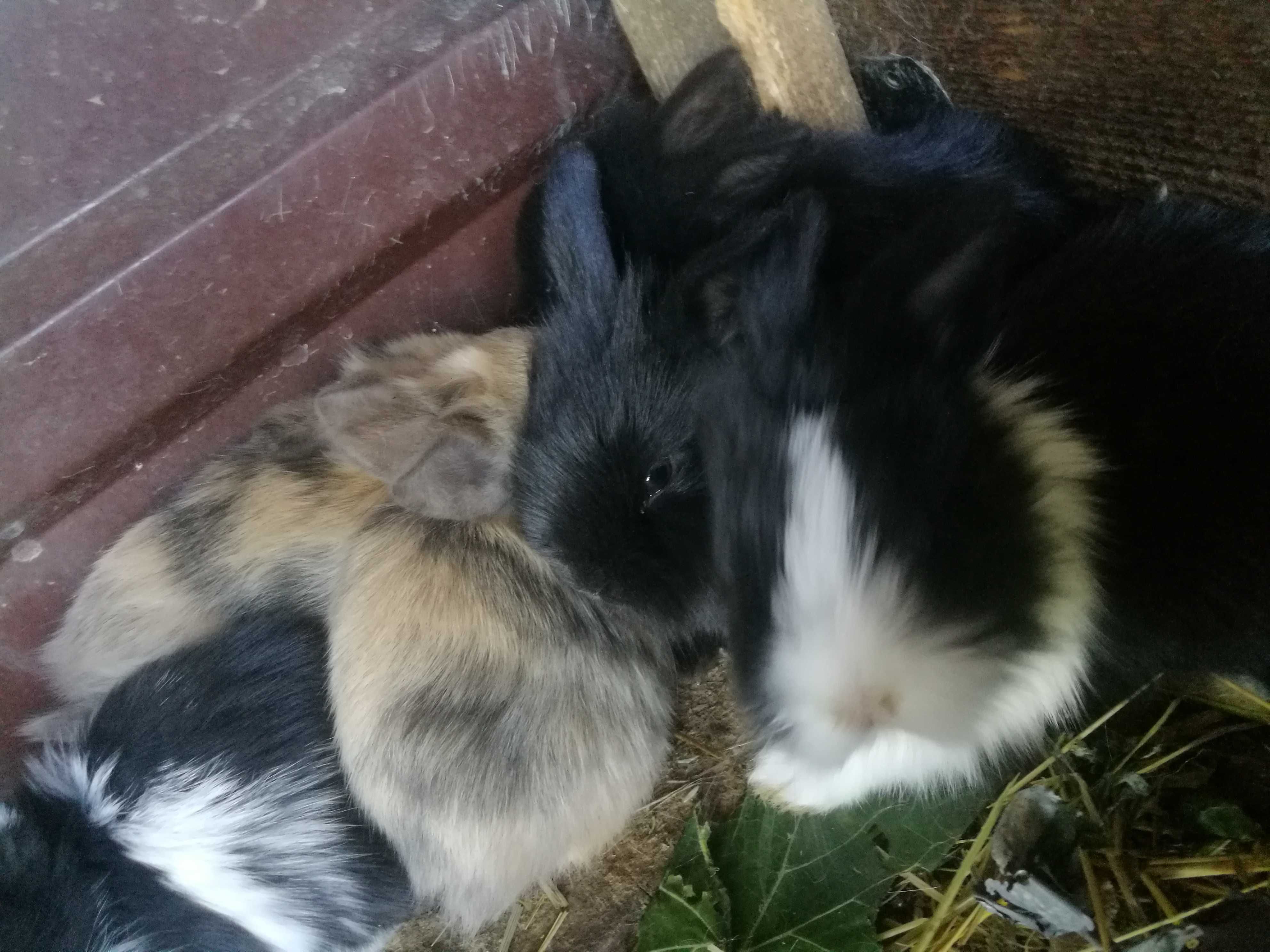 króliki miniaturki mini lop