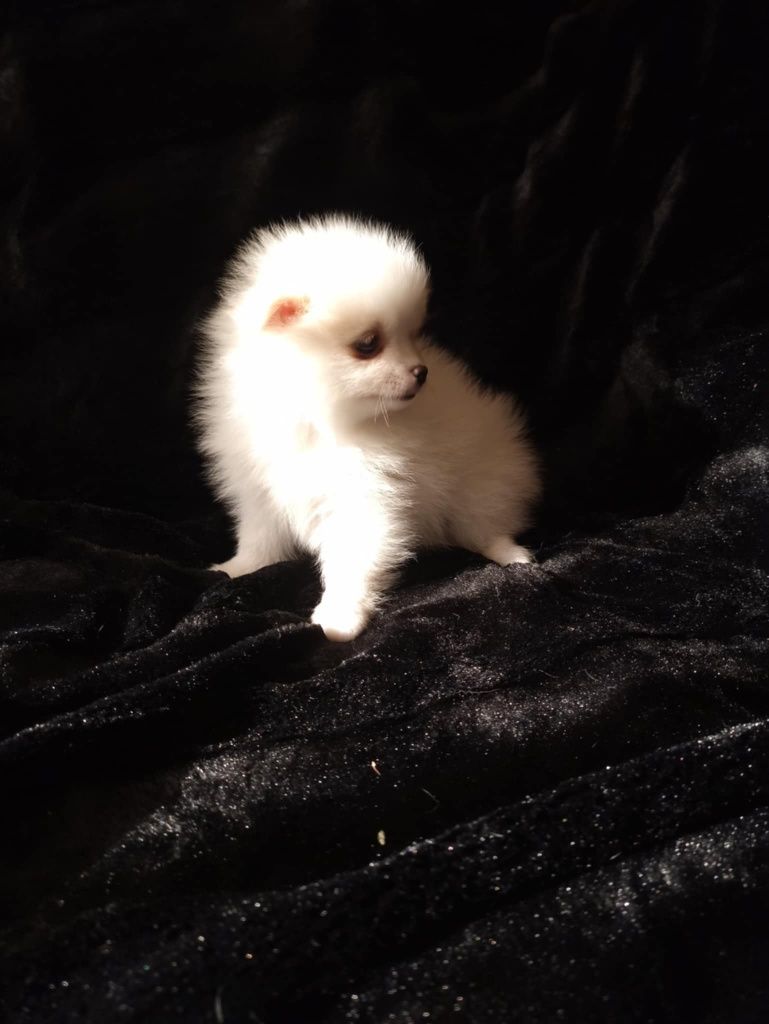 Szpic miniaturowy