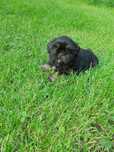 Shih tzu - piesek