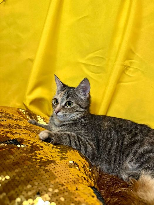 Котёнок кошка полгода