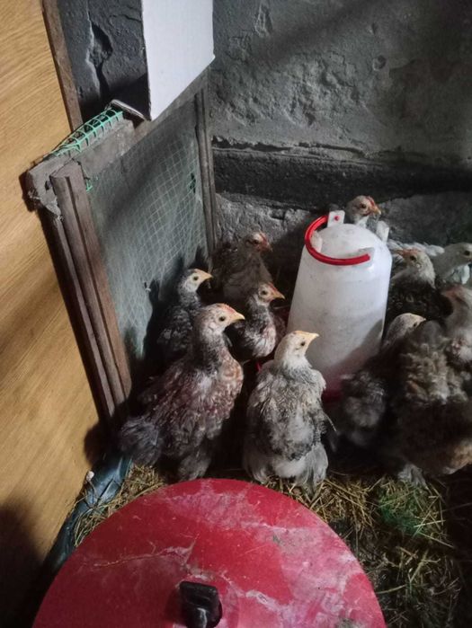 Kurczaki kochiny i karzełki kuropatwiane