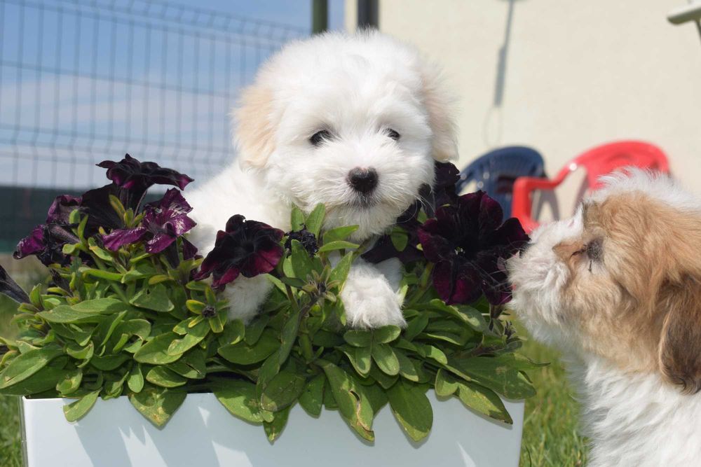 Coton de Tulear szczenię o imieniu Figo