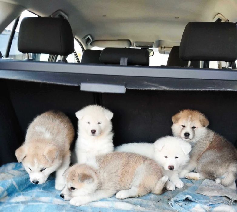 Piesek czerwony Akita Inu