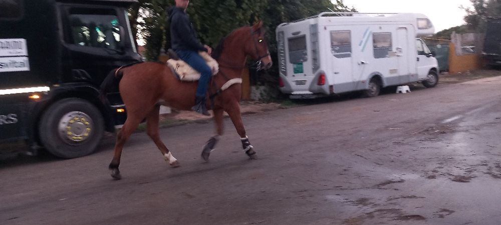 Cavalo castrado bem montado com escola