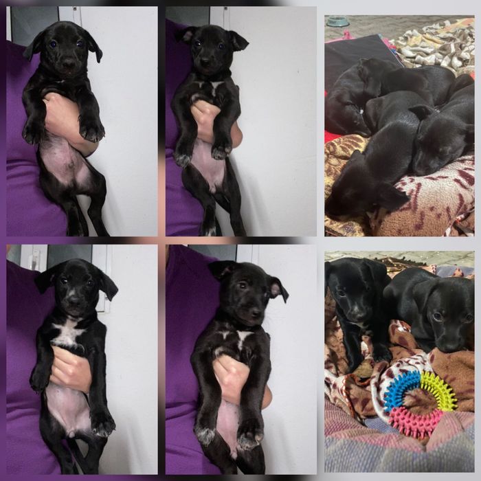 Cachorrinhos 2 meses adoção responsável