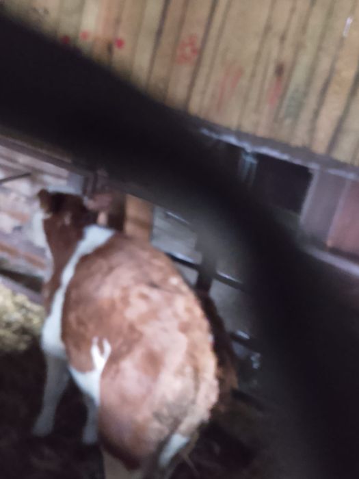 Sprzedam byka simental samodzielny