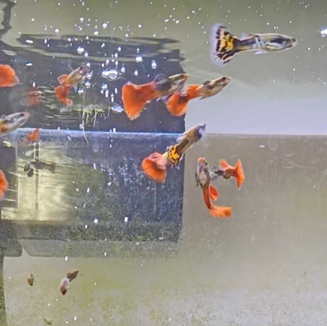 Guppys de linhagem criação própria