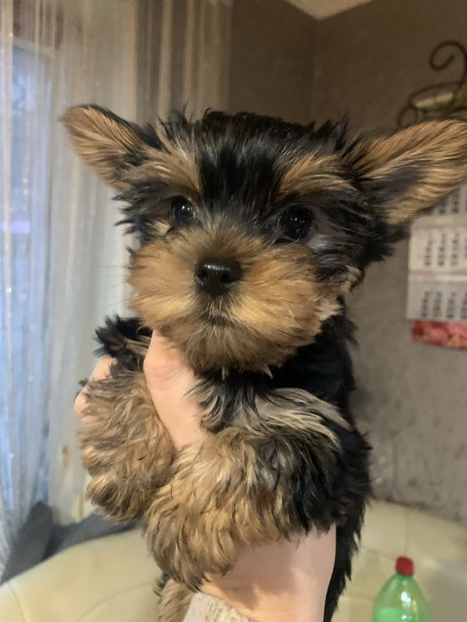 Продається цуценя йоркширського терьєра