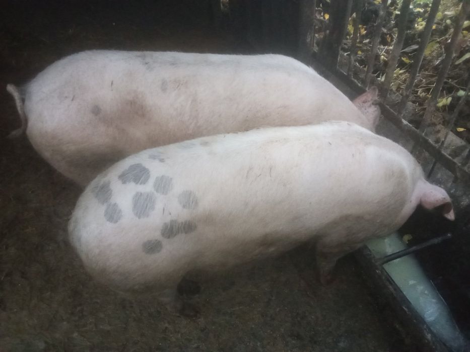 Продам свині домашні 110 грн кг