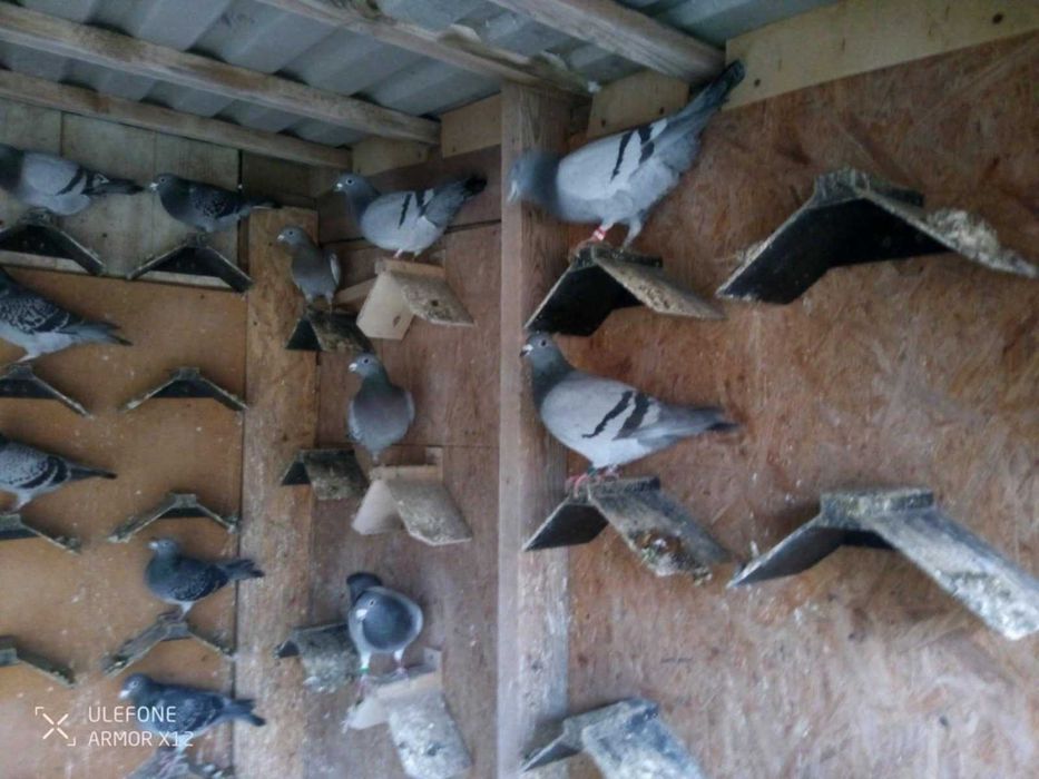 Sprzedam Gołębie Pocztowe