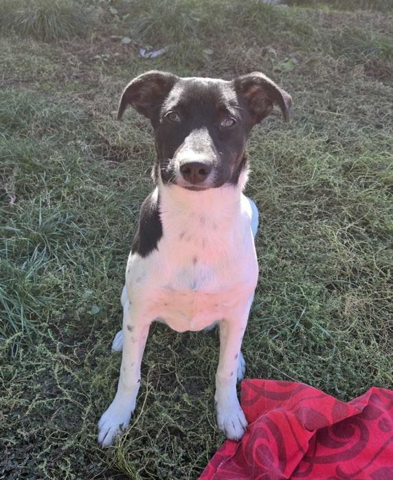 WIARA-ok 1 rok sunia uratowana wraz z rodzeństwem w Bułgarii