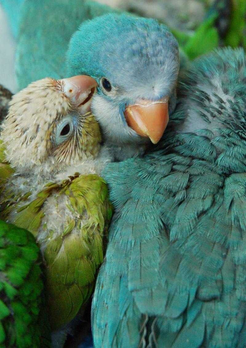 Папуги Квакер - це невтомні розважальники