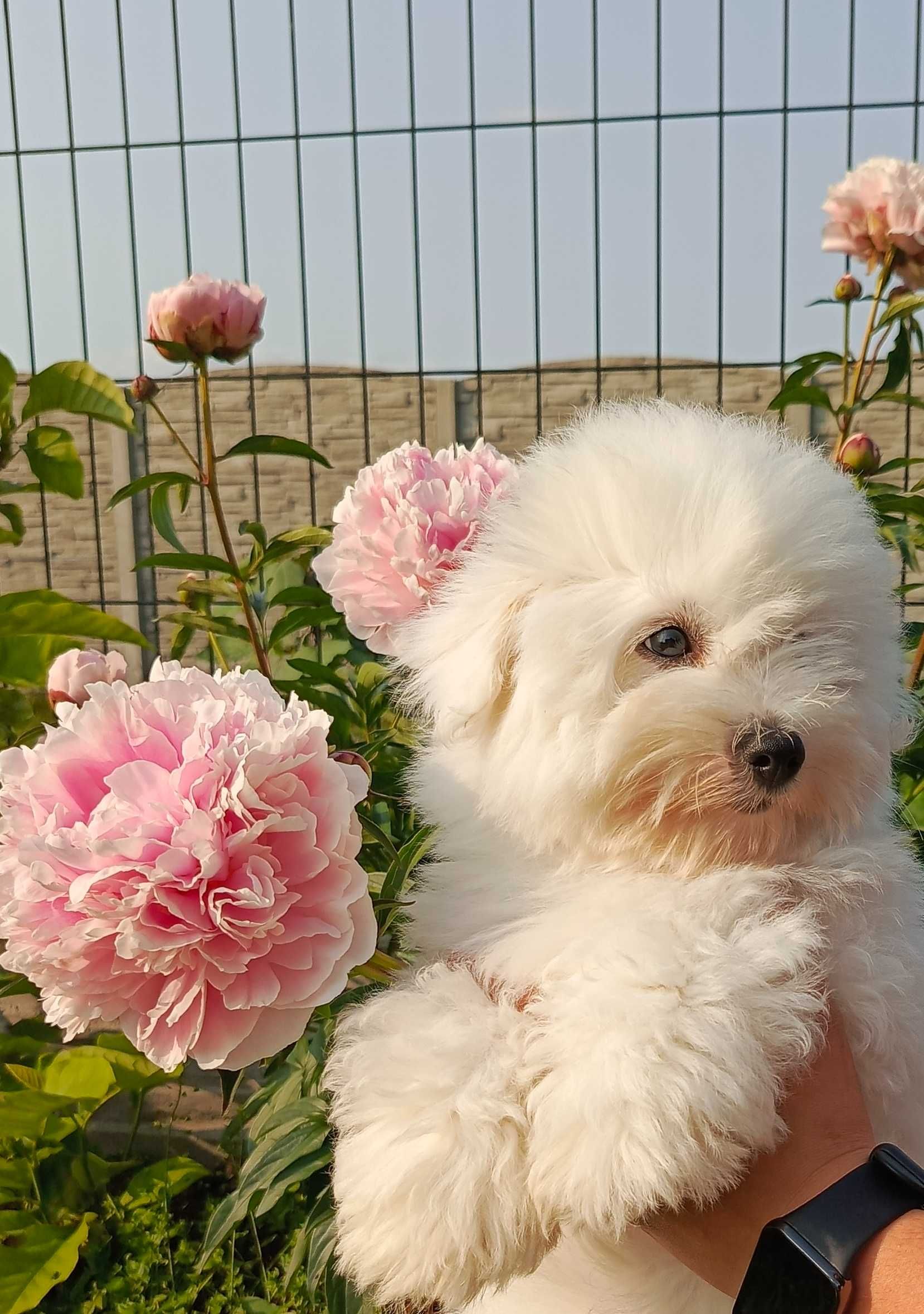Coton de Tulear - pies