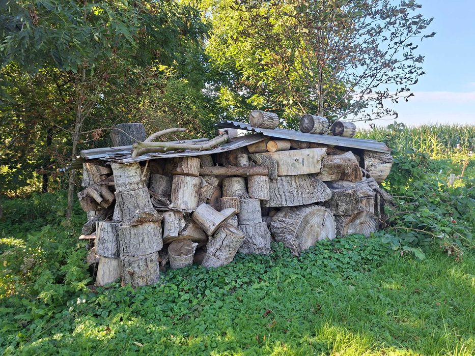 Drewno na opał topola