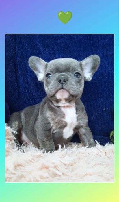 Шикарный голубой щеночек