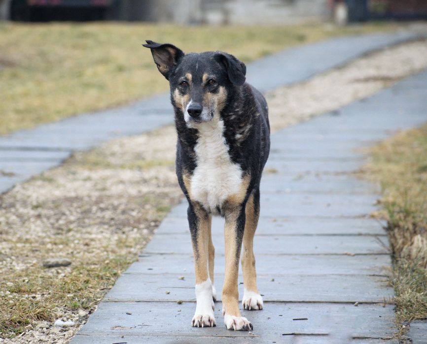 Roxi pilnie szuka kochającego domu