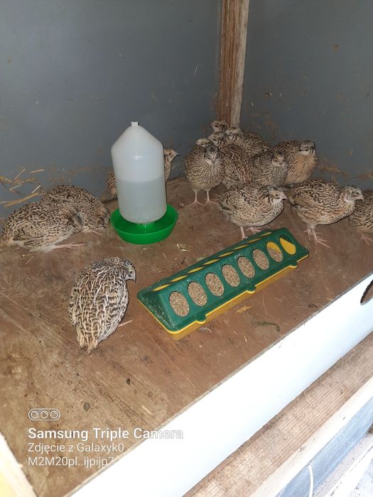 Sprzedam przepiurki same koguty