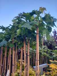 Klon szczepiony Zielony Globosum 220-230 cm, Klony,  Tuja szmaragd