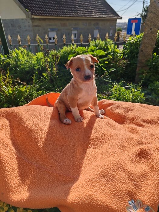 Dou cachorros porte pequeno