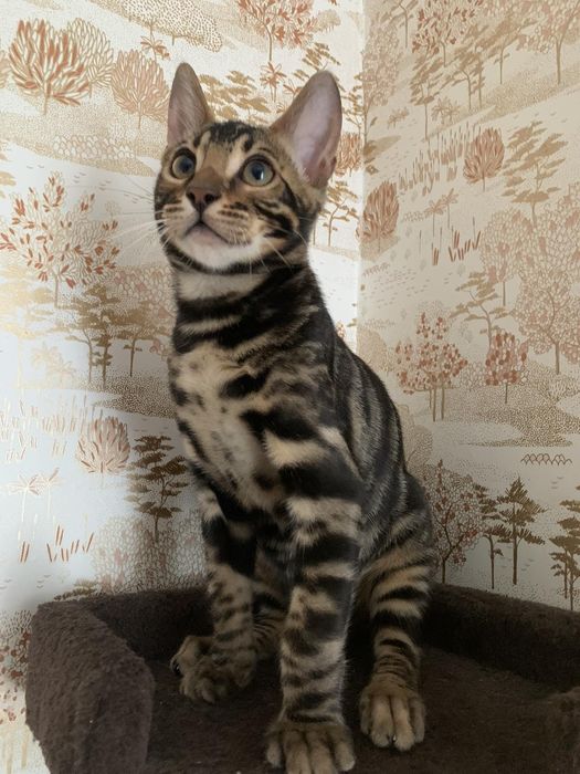 Шикарный бенгальский котик