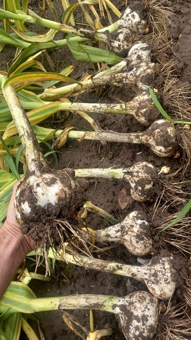 Czosnek słoniowy gigant