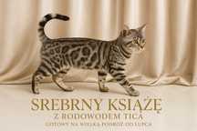 Kocurek bengalski srebrny po zabiegu kastracji