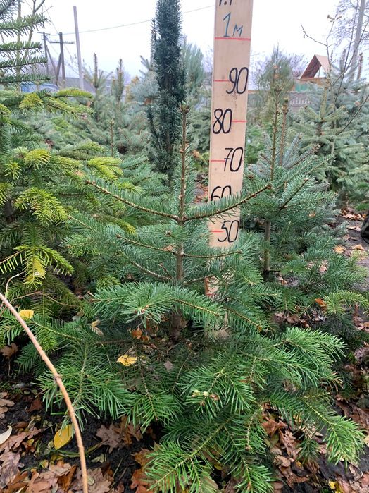 Ялиця Кавказька, Піхта Нордмана.