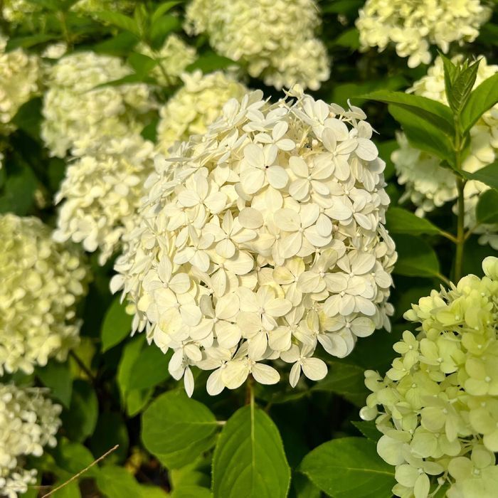 Hortensja bukietowa 'Limelight' (Hydrangea paniculata) Doniczka 2.0L