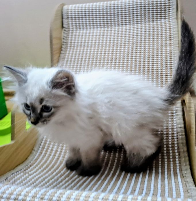 Chłopcy Neva Maesqerade FPL