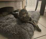 Maine coon do adopcji - REZERWACJA
