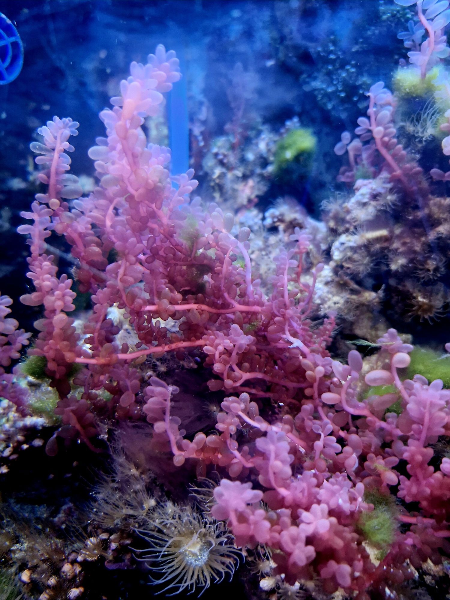 Akwarium morskie macroglon Red grape