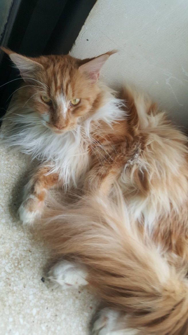 Ruda kotka Maine Coon