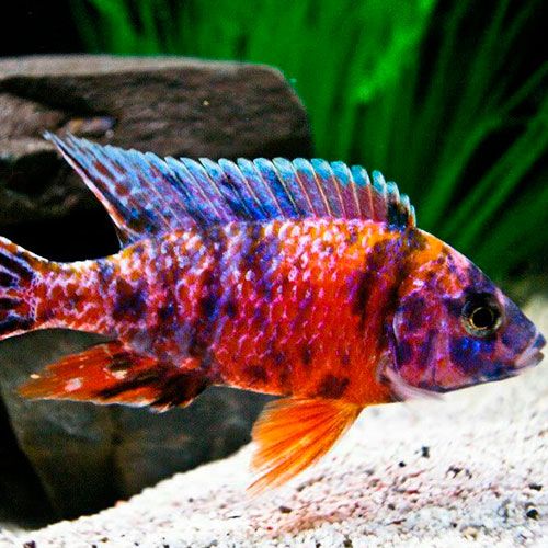 Sciaenochromis fryeri Хаплохромис васильковый Акваріумні рибки цихліди