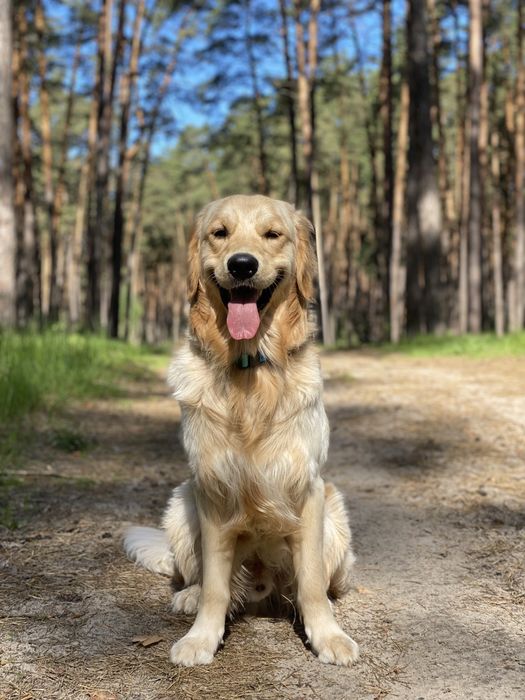 Золотистый ретривер кобель для вязки
